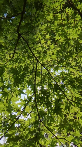 Low angle shot of fresh green maple leaves swaying in the gentle wind