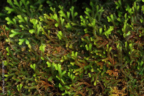 Bild auf Leinwand Lycophytes are a group of seedless, lower vascular plants