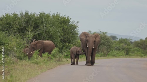 View of a family of African elephants including a calf walking along a paved road through the lush bushveld of Kruger National Park Skukuza, Mpumalanga, South Africa.