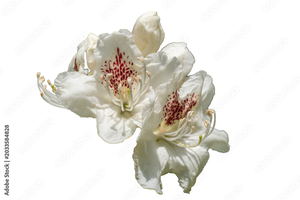 Obraz premium Różanecznik, azalia, rododendron (Rhododendron L.) 