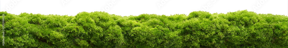 Fototapeta premium green moss isolated on wwhite background