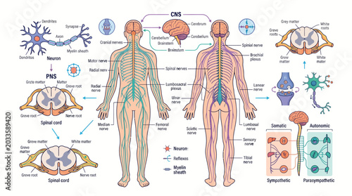 Human Nervous System Anatomy Central and Peripheral with Neurons and Spinal Cord Cross-sections