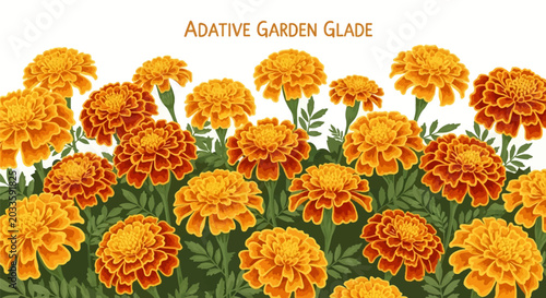 Vector illustration of orange and yellow marigold flowers in a garden bed with green leaves, isolated on a white background, horizontal floral border design for summer and autumn.