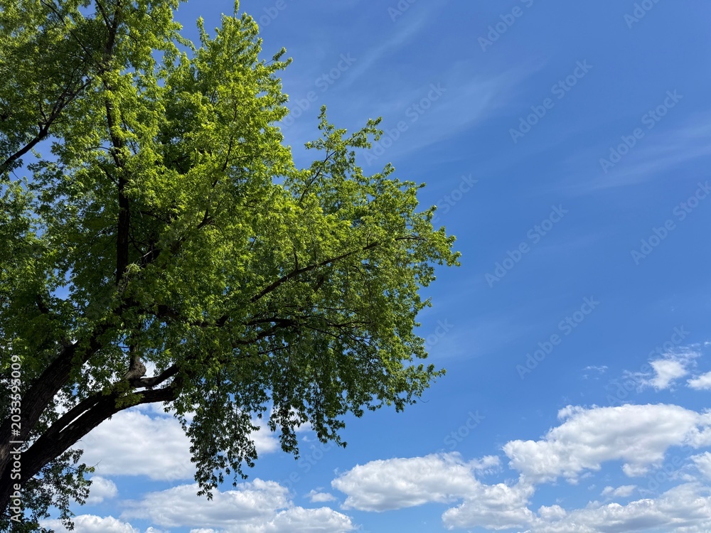 Fototapeta premium Tree green foliage against blue sky with white clouds.