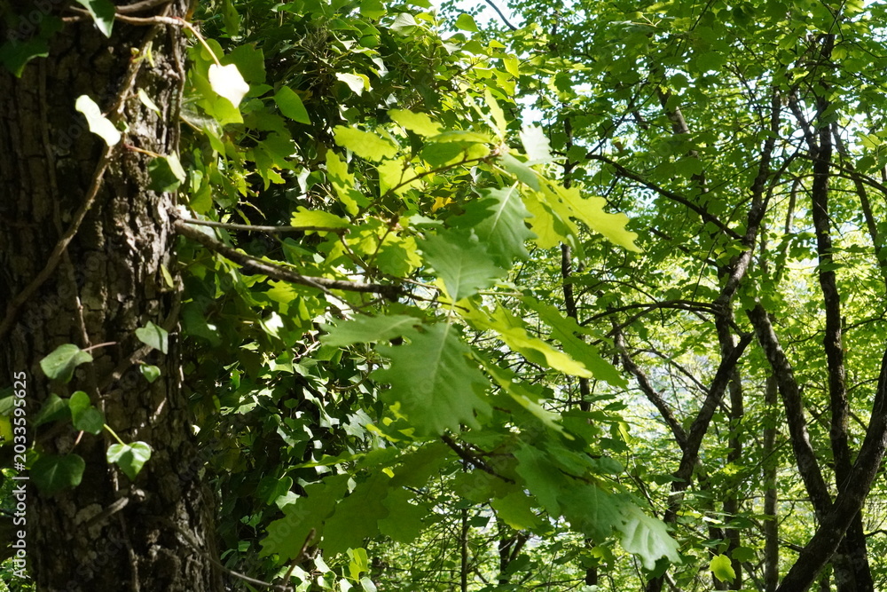 Fototapeta premium Dense foliage with vibrant green leaves fills the forest scene.