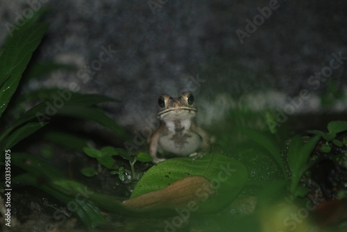 Tableau sur toile It looks like a small frog hunting alone after the rain at night