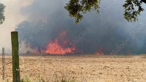 Incendio forestal en dehesa extremeña 