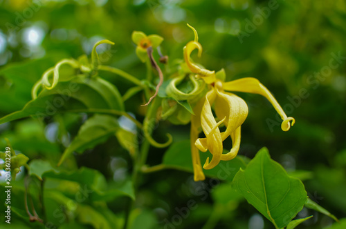 Quadro su tela Kenanga or Ylang-ylang (Cananga odorata)