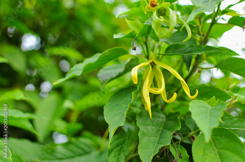 Photos Kenanga or Ylang-ylang (Cananga odorata)