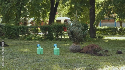 Trees for planting, preparing for tree planting