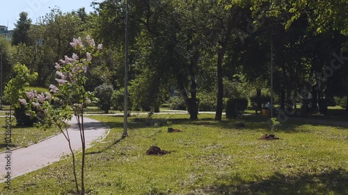 Trees for planting, preparing for tree planting