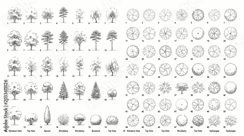 Set of various tree and shrub elevation and top view silhouettes for architectural landscape design