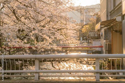 Beautiful scenic view of blooming cherry blossoms by a river canal during golden hour sunset in Kyoto, Japan, with warm sunlight reflecting on the water surface and traditional buildings.