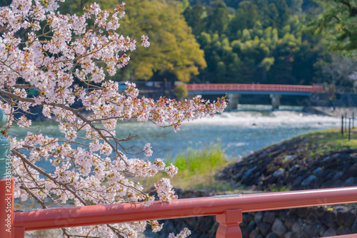 Beautiful scenic view of Uji River flowing through Uji city in Kyoto, Japan, during spring season with blooming cherry blossom trees, surrounded by green mountains under a bright clear sky.