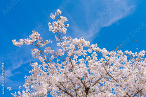 Beautiful scenic view of Uji River flowing through Uji city in Kyoto, Japan, during spring season with blooming cherry blossom trees, surrounded by green mountains under a bright clear sky.