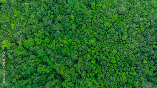 Fotografie aerial view of fog and dark green forest Rich natural ecosystem, rainforest, natural forest conservation concept