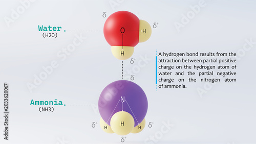 3d illustration of hydrogen bond between water molecule and ammonia nitrogen labelled
