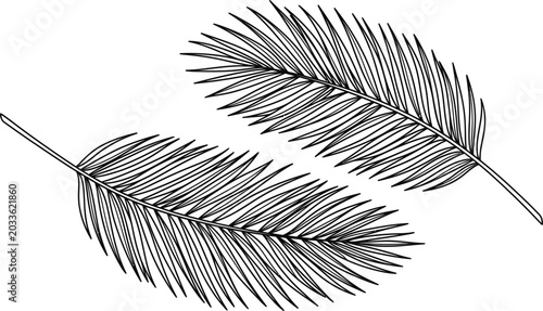 Tableau sur toile Hand drawn illustration of two palm tree leaves isolated on white background