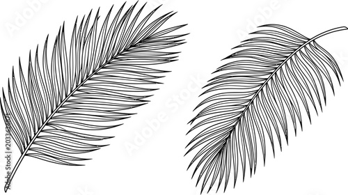 Tableau sur toile Hand drawn set of two tropical palm leaves isolated on white background