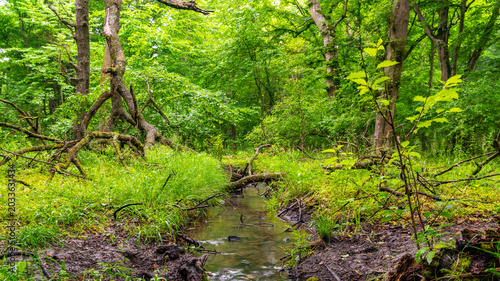 A water stream in a dense impenetrable summer wild forest