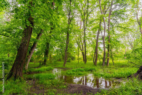 A swamp in a dense green summer deciduous forest