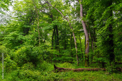 Dense green summer deciduous forest landscape