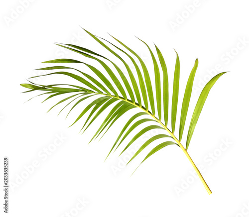 Green palm leaf on transparent background