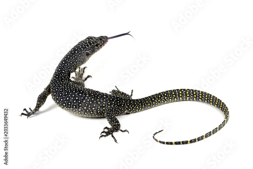 Photos The Mangrove monitor (Varanus indicus) isolated on white background, a Mangrove