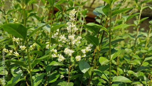 Schilderij op canvas Ligustrum japonicum,Japanese privet or the Wax leaf privet plant and flowers