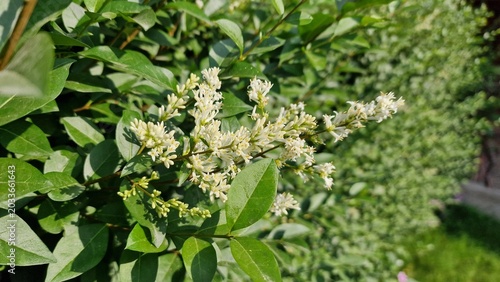Obraz na płótnie Ligustrum japonicum,Japanese privet or the Wax leaf privet plant and flowers