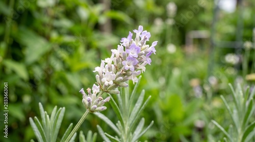 Title: Close-up lavender flower with green leaves and blurred foliage background

