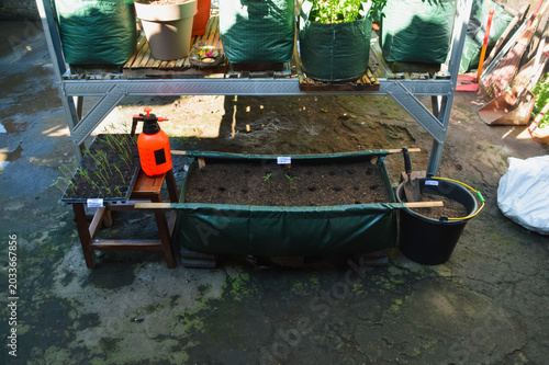 Center extreme high angle photograph documenting the process of transplanting water spinach seedlings into a hedge grow bag using prepared soil and garden tools.
