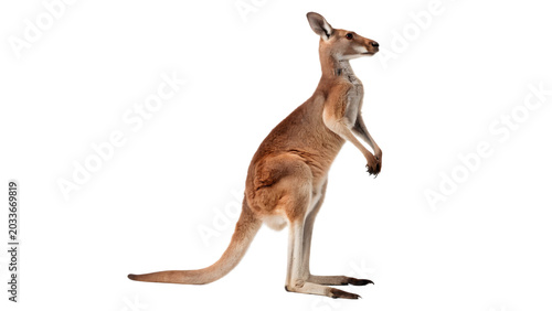 Tableau sur toile Small wild red kangaroo joey standing alertly for exotic Australian fauna and na