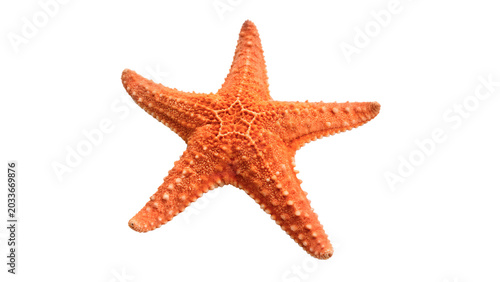 Photos Vibrant orange starfish or sea star with realistic bumpy skin texture for tropic