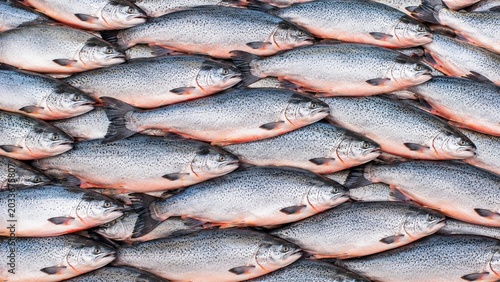 Salmon Fish Background. Fish Background. Generative Ai