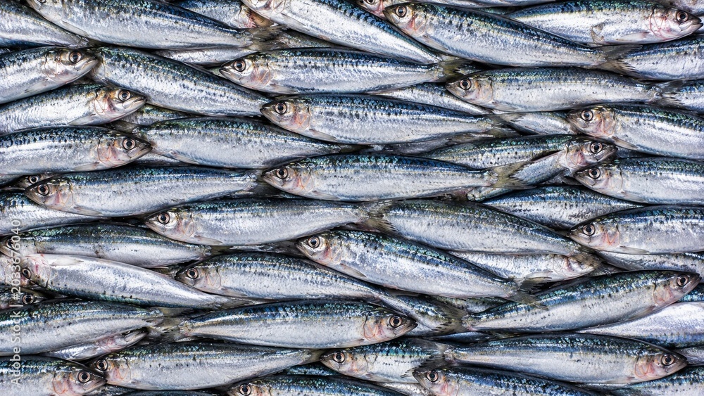 Obraz premium Sardine Fish Background. Fish Background. Generative Ai