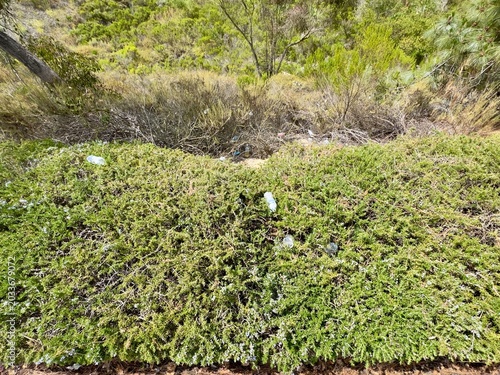 Photography Plastic bottles and other litter strewn across a hedge and slope in Carlsbad, California