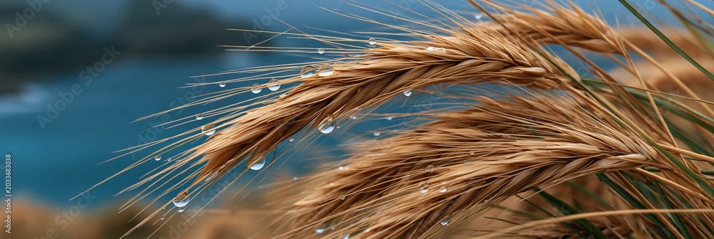 Obraz premium Close-up wheat ears with water droplets over coastal water for natural banner and rustic wallpaper with golden tones and fresh morning moisture