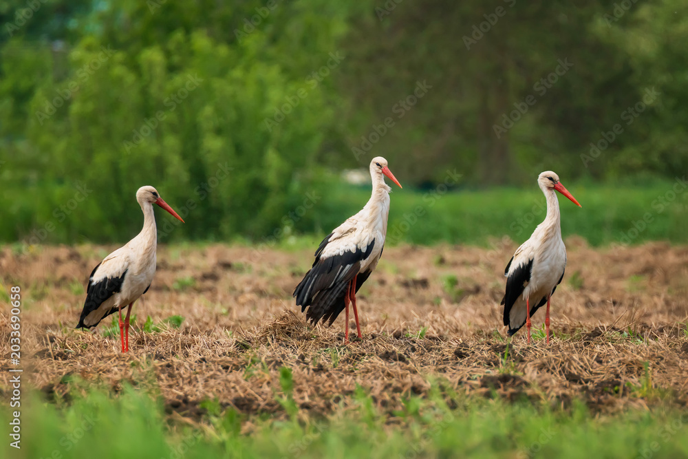 Fototapeta premium Three big stork birds stand on a field in the village on a summer sunny day