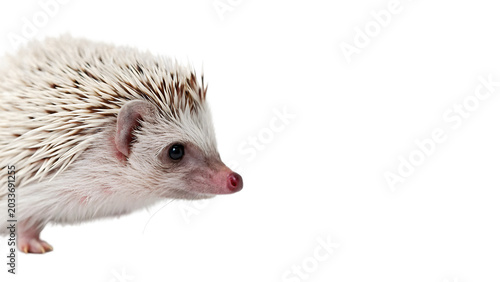 Photography Cute small wild white African pygmy hedgehog standing alertly for nature animal