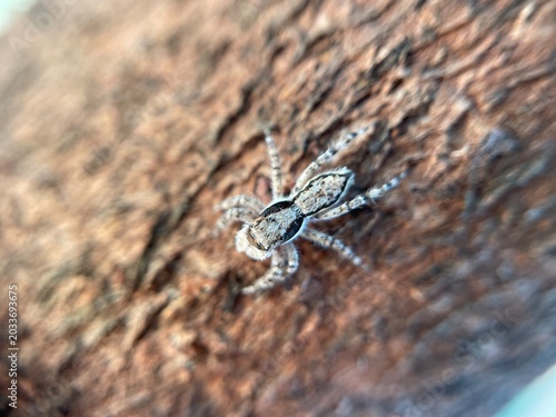 Phidippus is a spider known for its extraordinary eyesight, high intelligence, and ability to pounce on prey by jumping.