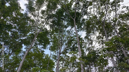 The rubber tree (Hevea brasiliensis) is a major industrial crop producing highly valuable latex. Its latex is processed into everything from tires to medical devices, while its wood is used for furnit