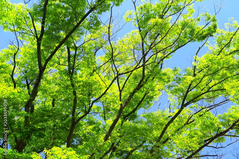 Fototapeta premium 初夏の公園の新緑の欅と青空