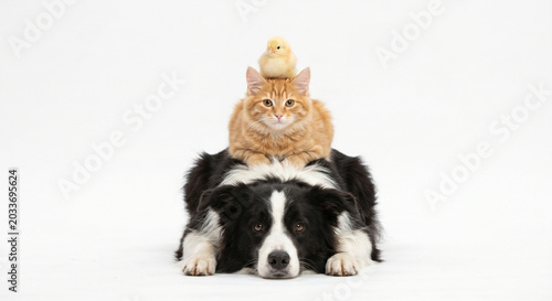 A funny and adorable composition of a fluffy yellow chick sitting on top of a red cat, which is resting on a black and white border collie dog.