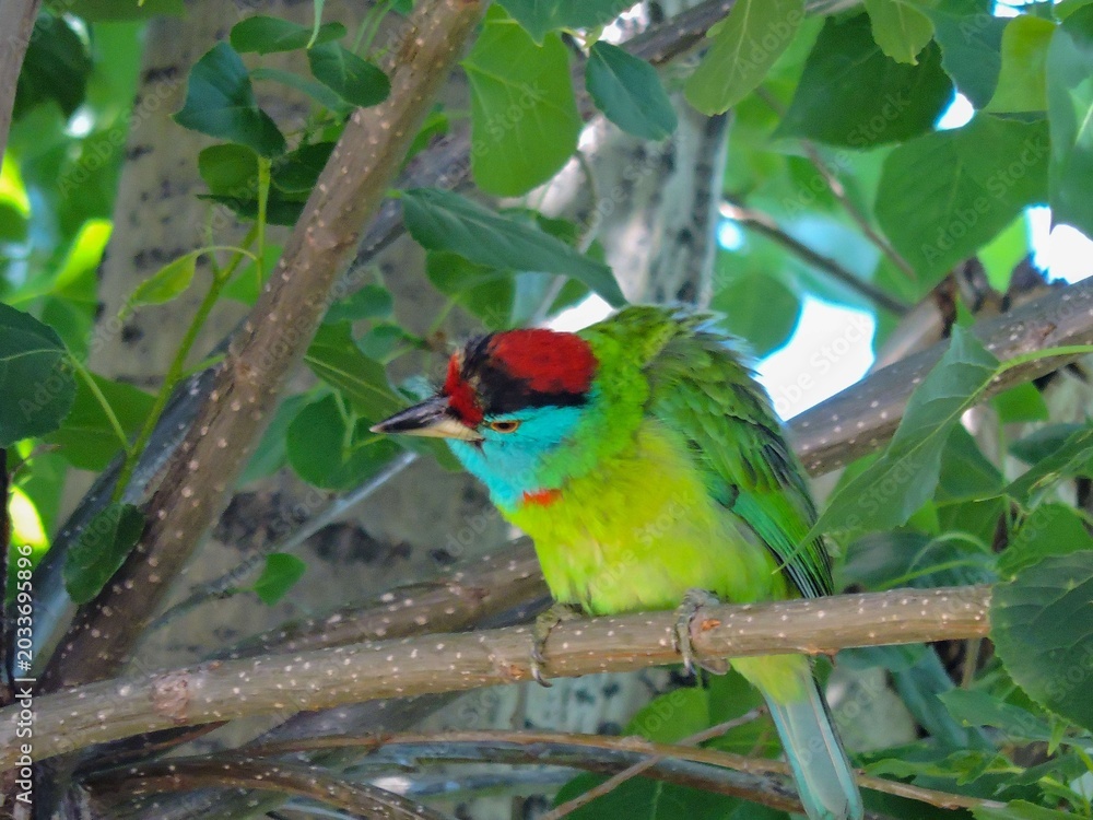 Obraz premium Blue-throated barbet colorful bird