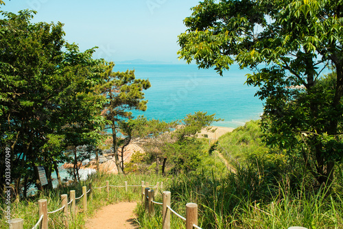 Dirt hiking trail with wooden fence leading to blue ocean through green trees