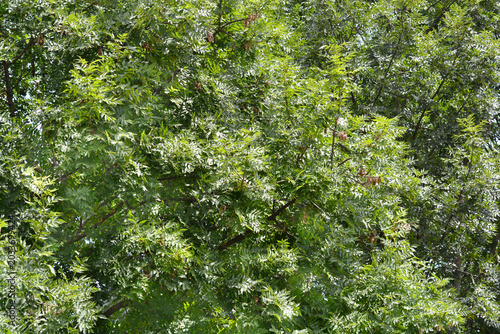 Obraz na płótnie Common ash branches with green leaves - Latin name - Fraxinus excelsior