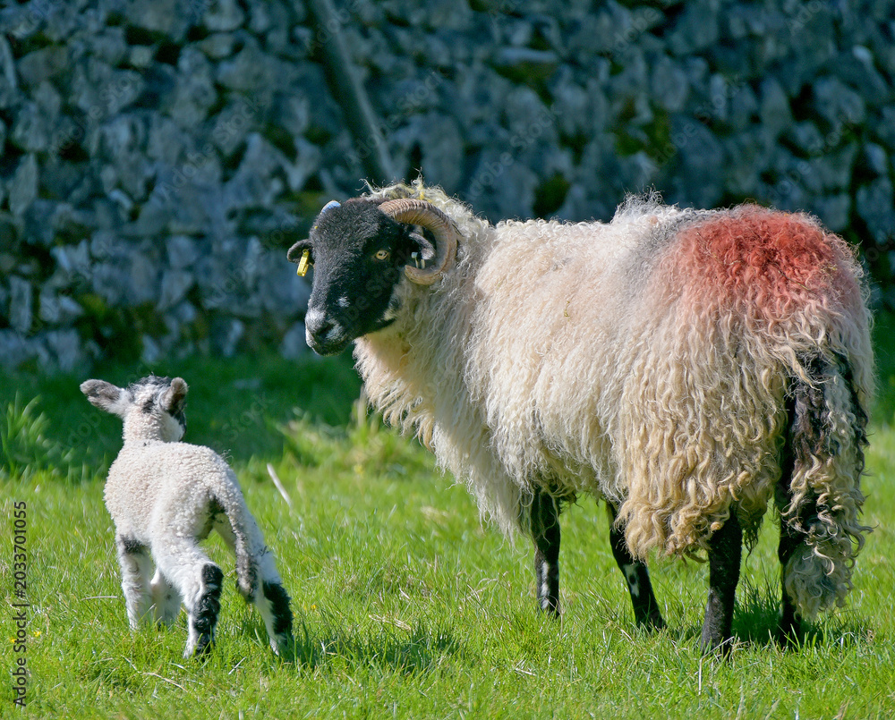 Obraz premium Sheep and lamb in field near Kettlewell in Wharfedale in the Yorkshire Dales National Park