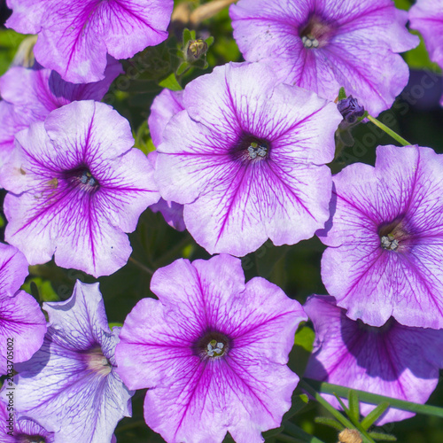 Purple petunias in flowerbed