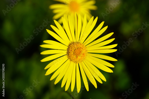 yellow flower head leopard's-bane daisy spring top-view close-up garden vibrant